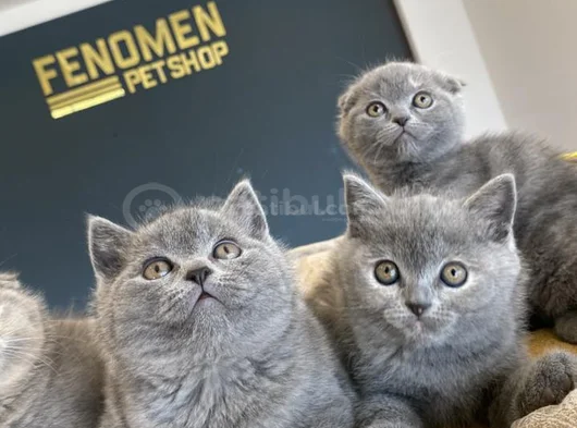 Kedi̇ci̇den Show Kali̇te British Shorthair Yavrulari Ank görsel