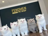 Kedi̇ci̇den Show Kali̇te British Shorthair Yavrulari Ank