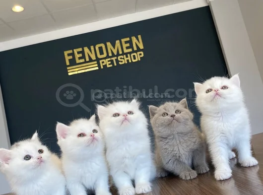 Kedi̇ci̇den Show Kali̇te British Shorthair Yavrulari Ank görsel