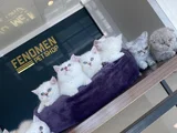 KEDİCİDEN SHOW KALİTE BRITISH SHORTHAIR YAVRULARI ANK