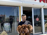 SHOW KALİTE TOY POODLE YAVRULAR ANKARA MAĞAZAMIZDA GÖRÜN
