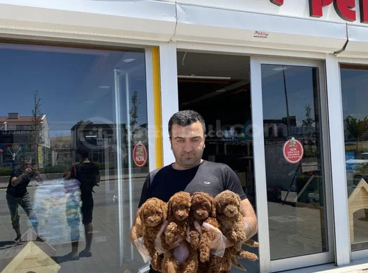 Show Kali̇te Toy Poodle Yavrular Ankara Mağazamizda Görün