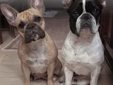 3 Aylık Kaliteli French Bulldog Yavrularımız