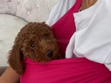 Orjinal Irk Ve Sağlık Garantili Toy Poodle