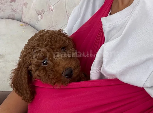 Orjinal Irk Ve Sağlık Garantili Toy Poodle görsel