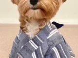 Orijinal Maltipoo Yavrular