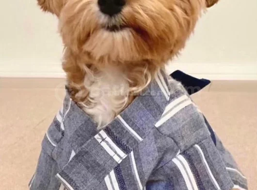 Orijinal Maltipoo Yavrular görsel