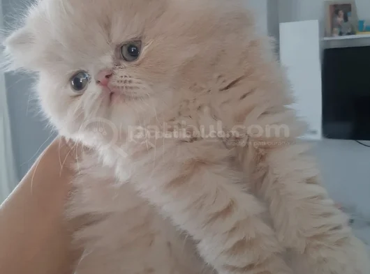 İran Exotic Long Hair Bebekler görsel