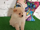 Pomeranian Yavrularımız