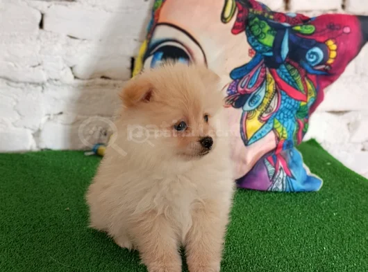 Pomeranian Yavrularımız görsel