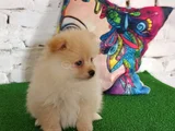 Pomeranian Yavrularımız