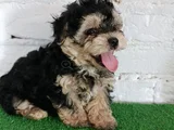 Morkie yavrularımız