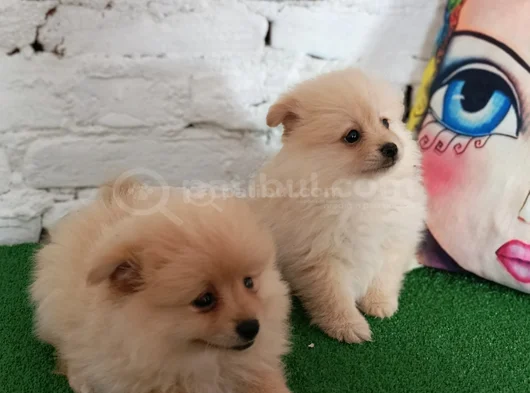 Pomeranian Yavrularımız görsel