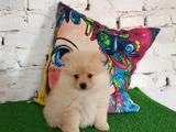 Pomeranian yavrularımız