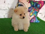 Pomeranian Yavrularımız
