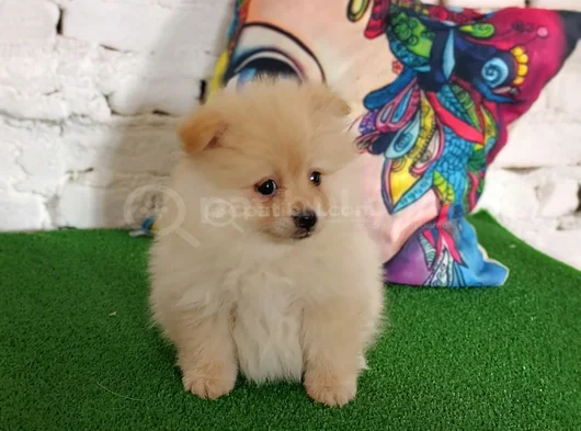 Pomeranian Yavrularımız görsel