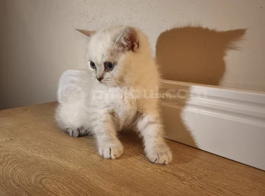 British Shorthair görsel
