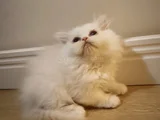 British Shorthair beyaz yavrum