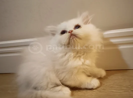 British Shorthair Beyaz Yavrum