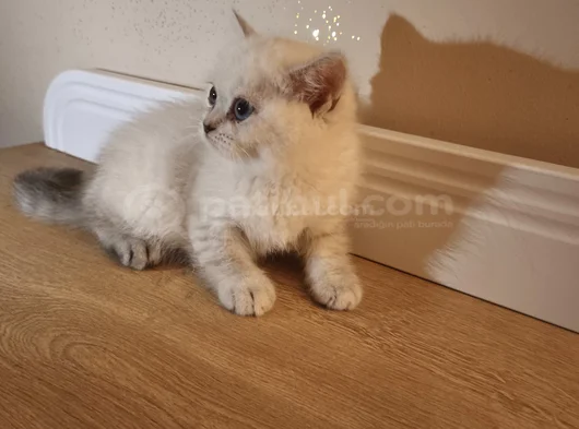 British Shorthair görsel