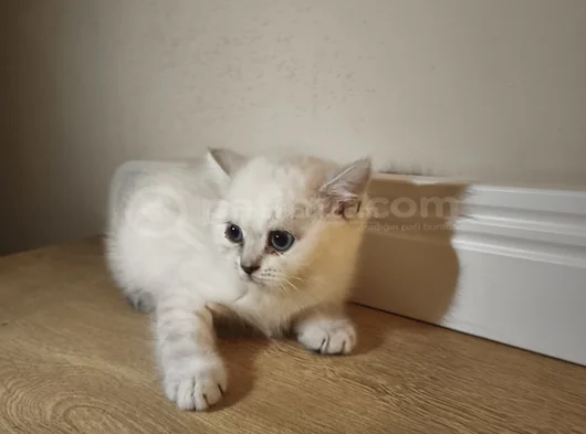 British Shorthair görsel