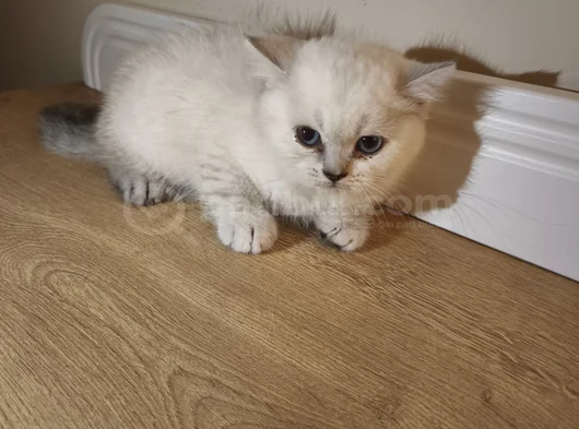 British Shorthair görsel