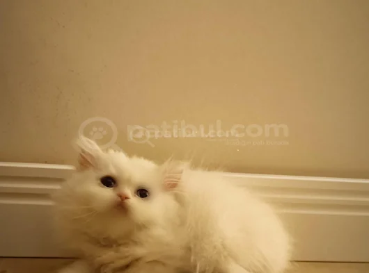 British Shorthair Beyaz Yavrum görsel