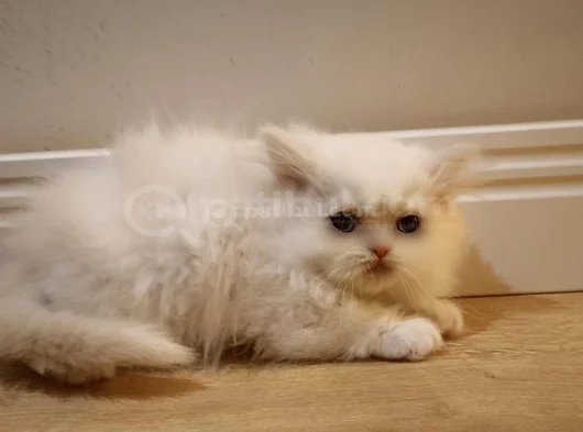 British Shorthair Beyaz Yavrum görsel