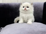 Şecereli̇ Anne Babadan Safkan Yavrular