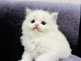 ŞECERELİ ANNE BABADAN SAFKAN YAVRULAR