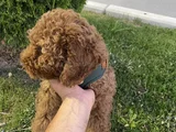 Orjinal Irk ve Sağlık Garantili Toy Poodle