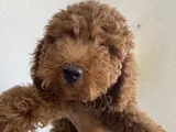 Orjinal Irk Ve Sağlık Garantili Toy Poodle