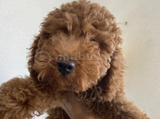 Orjinal Irk Ve Sağlık Garantili Toy Poodle görsel