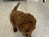 Orjinal Irk Ve Sağlık Garantili Toy Poodle