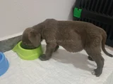 Cane Corso Gri Blue