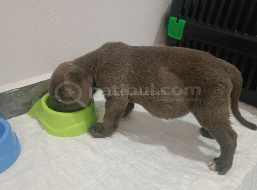 Cane Corso Gri Blue görsel