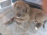 Cane Corso Gri Blue