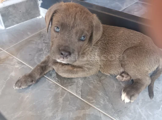 Cane Corso Gri Blue görsel