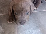 Cane Corso Gri Blue