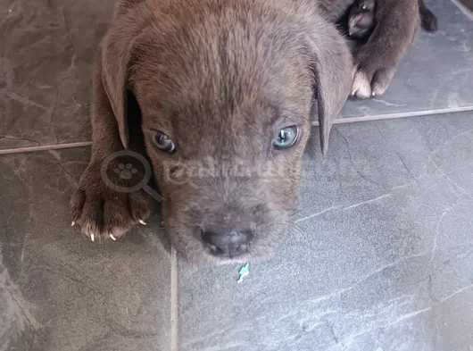 Cane Corso Gri Blue görsel