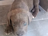 Cane Corso Gri Blue