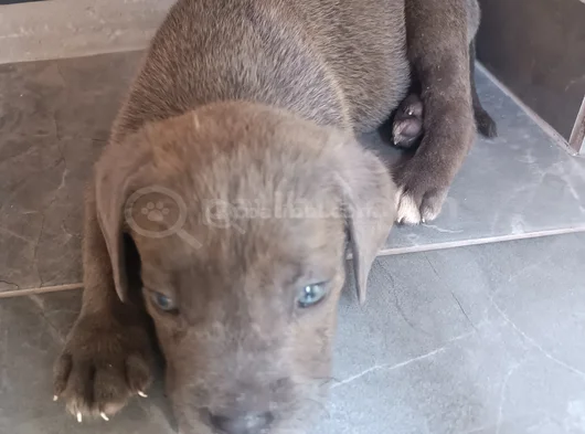 Cane Corso Gri Blue görsel