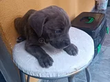 Cane corso gri blue