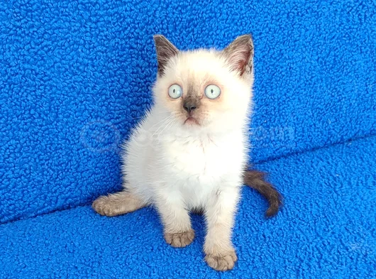 Yeni̇ Yuvasina Gi̇tmeye Hazir  Bri̇ti̇sh Ponçi̇k görsel