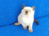 Yeni̇ Yuvasina Gi̇tmeye Hazir  Bri̇ti̇sh Ponçi̇k