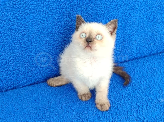 Yeni̇ Yuvasina Gi̇tmeye Hazir  Bri̇ti̇sh Ponçi̇k görsel