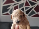 Toy Poodle Yeni Doğmuş