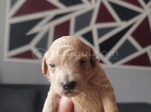 Toy Poodle Yeni Doğmuş görsel