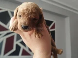 Toy Poodle Yeni Doğmuş