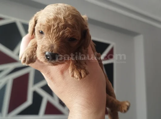 Toy Poodle Yeni Doğmuş görsel